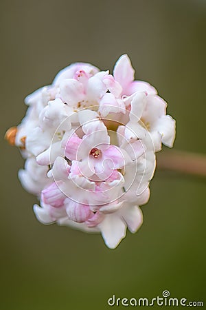 Bodnant Viburnum bodnantense Dawn, close-up cluster of flowers Stock Photo